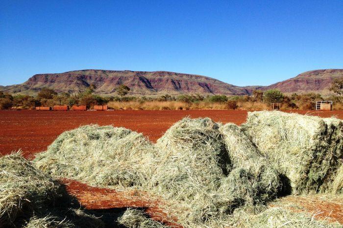 HAMERSLEY AGRICULTURAL PROJECT (HAP), PILBARA PHOTO: This hay was grown using excess water at a