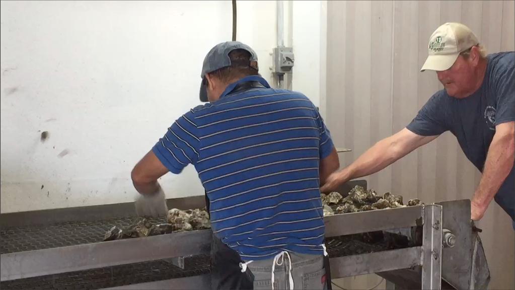 Oysters are culled a third time