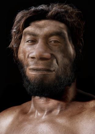 Humans Evolve Valley (Eastern Africa) Homo Erectus: 1.