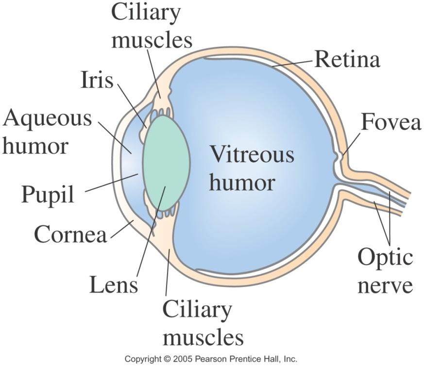 25.2 The Human Eye The human eye resembles a (vastly more complex