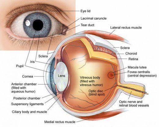 Anatomy Outermost part of the eye is the Sclera. Cornea transparent part of outer layer Two cavities by the lens.
