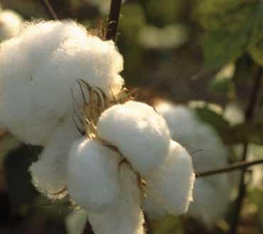 EFFECT OF COTTON PREPARATION ON HVI AND HVI-FIBER TESTING COTTON LENGTH PROPERTIES EFFECT OF FIBER LENGTH ON YARN QUALITY PROCESSING STICKY COTTON Polyester manufacturing POLYESTER FIBRE YARN TESTING