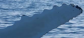 Serrations Whale