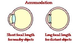 Some Common Optical Instruments The Camera Consists of a lens and sensitive film The lens can be moved back and forth to adjust the distance between lens and film.