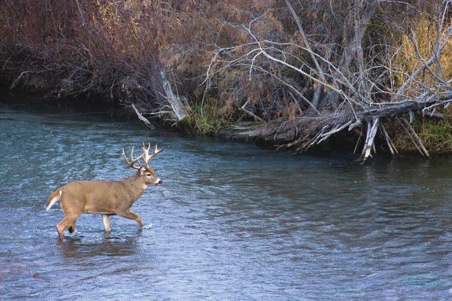 The Arkansas River Photo by Ken Archer http://www.northamericanwhitetail.