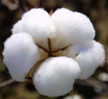 Natural Fibers 2) Plant Fibers Can come from the seeds, fruits, stems, and leaves.