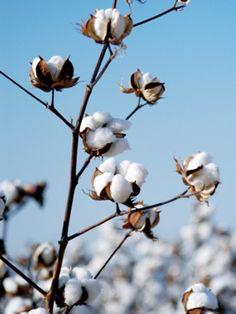 Fiber Classification Natural Fibers Plant fibers: Cotton - most common textile plant fiber Coir from coconuts