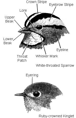 HEAD: Many have distinctive stripes or colored patches on their head. * Crown = tip of the head and Cap = a distinctively colored crown as black-capped chickadees.