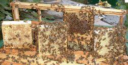 ! A variation of cut comb honey! No cutting required! Sections removed from frame & are already the correct size! Need a large colony of bees & a good honey flow!