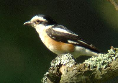 Shrike Wednesday 4th to Friday 6th - Atanasovo Lake, Pomorie Lake, Cape Emine, Poda reserve and Alepu Marsh were visited in the last three days of the