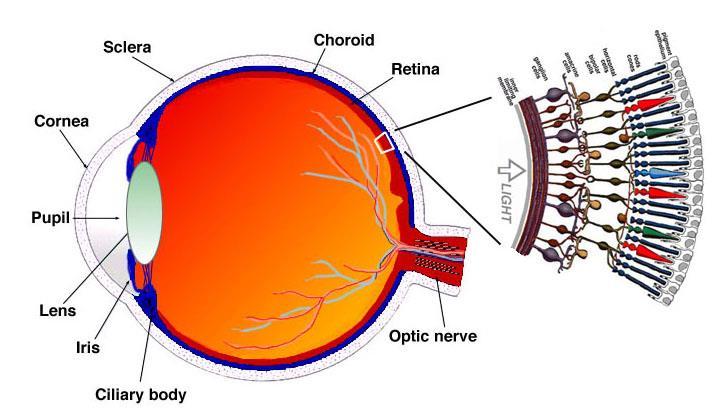 Visual System I Eye and Retina