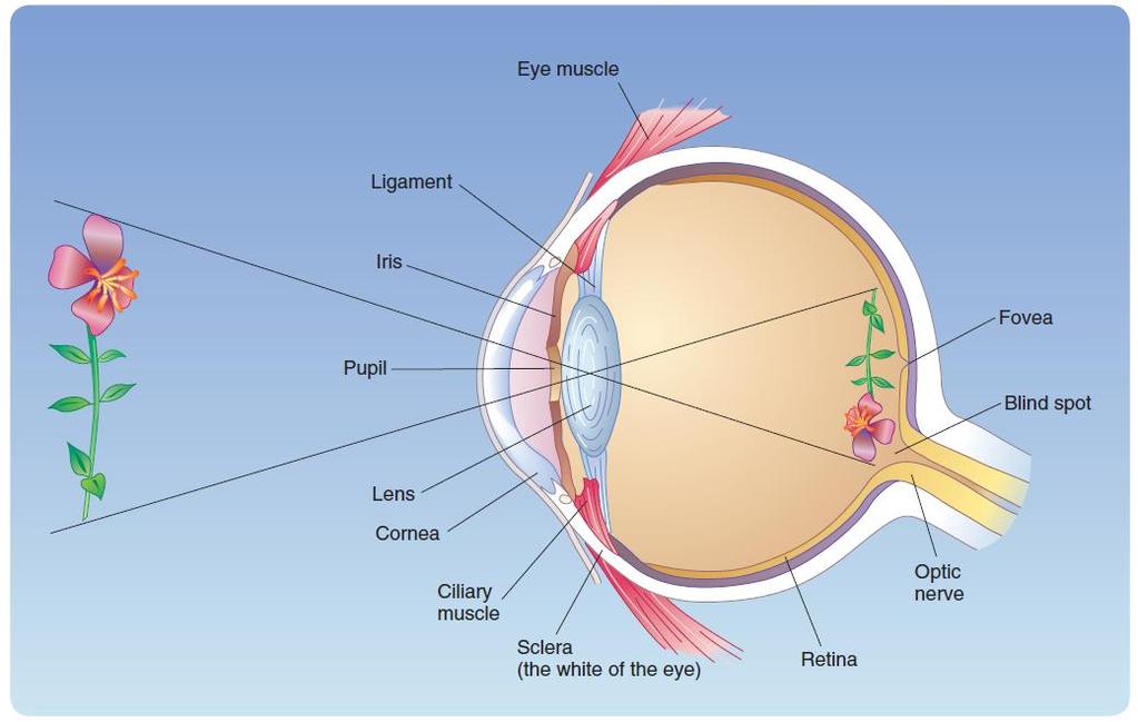 The Lens Lens: focuses light on the retina Ciliary muscles alter the