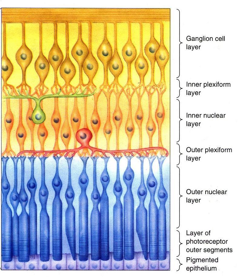 The Retina The retina converts light to neural signals Light path 5 layers (from front to