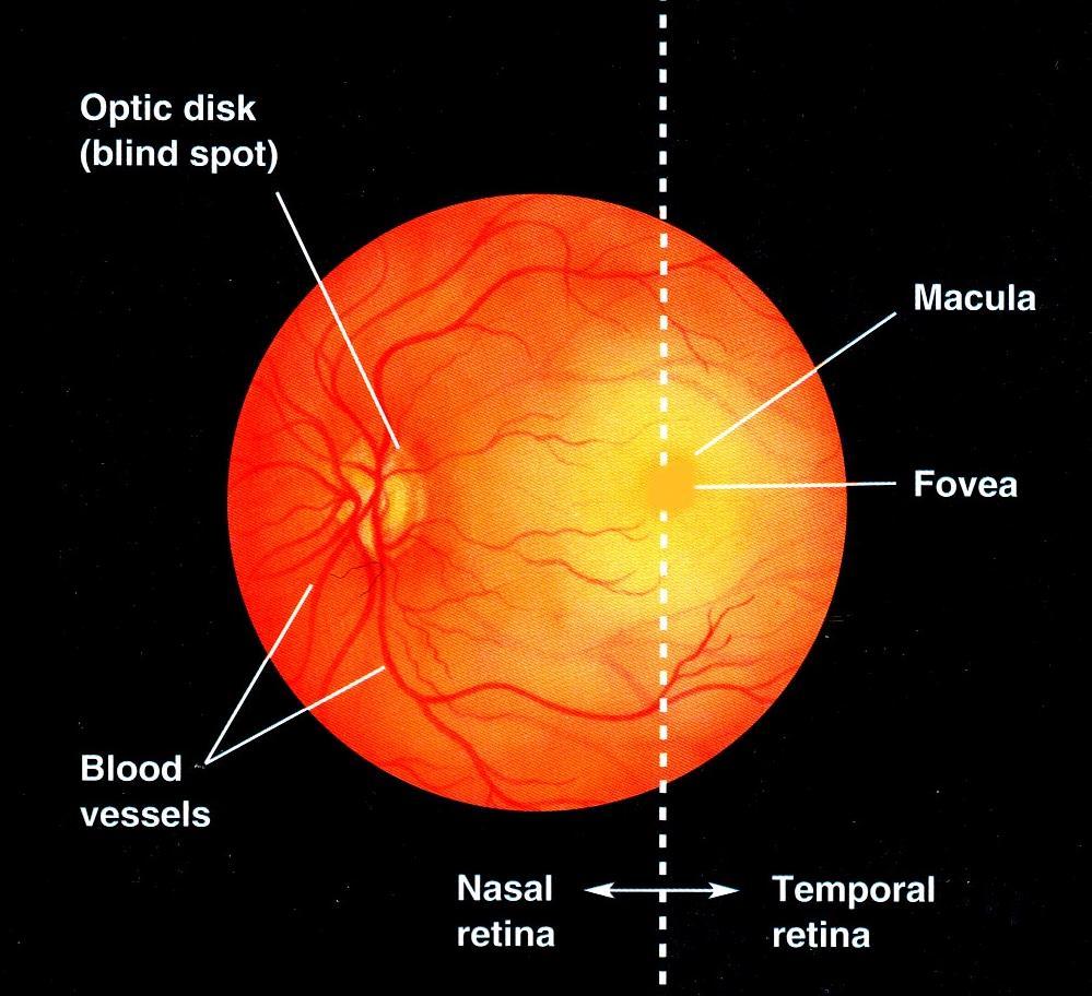 The retina exhibits two special regions: the fovea (in primates including humans, some birds and reptiles); and the optic disk.