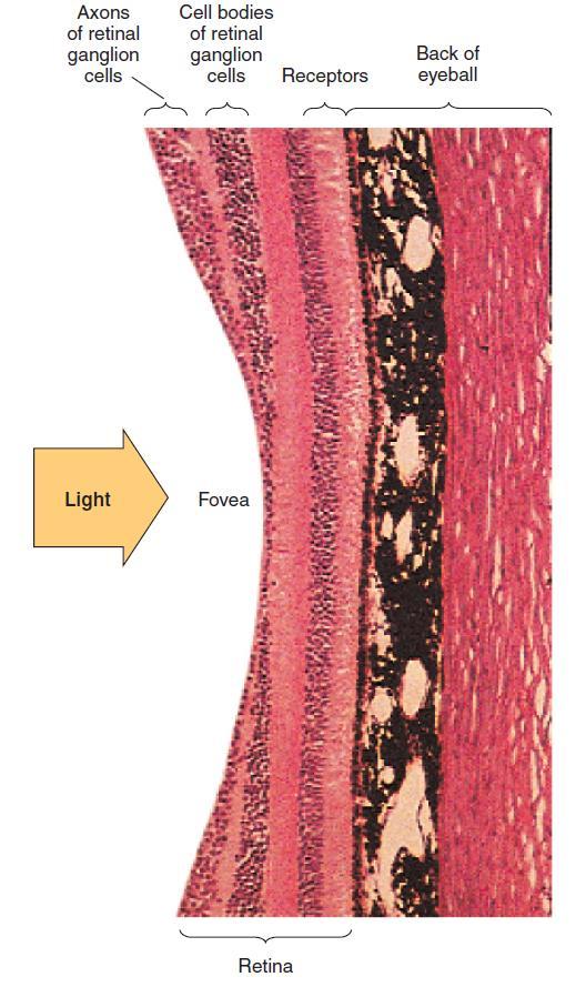 The Fovea Fovea: high-acuity area at center of retina Processes visual information from central 1 of visual space.
