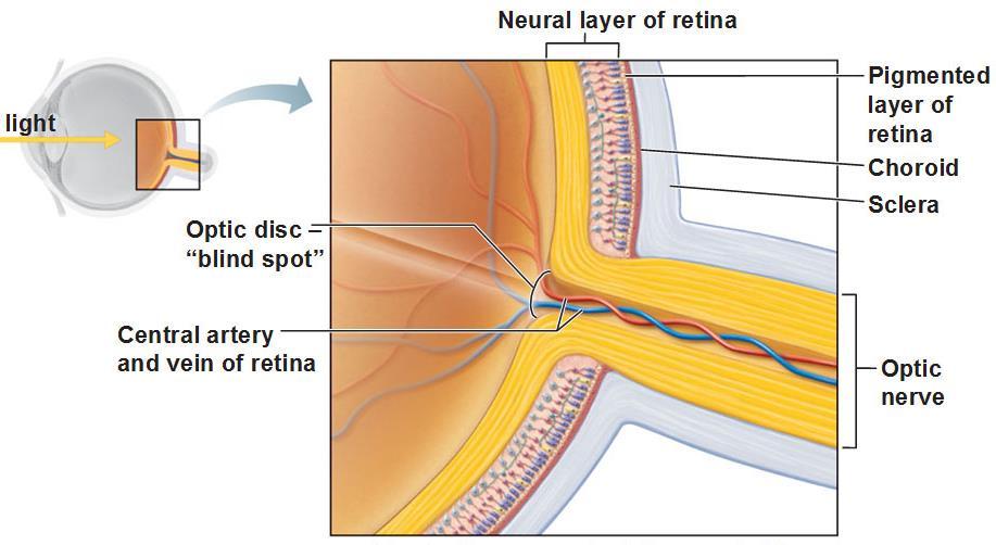 The Blind Spot Blind spot: region of retina with no receptors where retinal ganglion cell axons exit the eye (optic nerve)