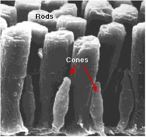 There are two main types of photosensitive cells rods and cones which differ