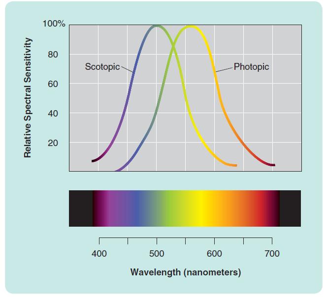 Spectral Sensitivity Scotopic vs Photopic vision Rods do not supply