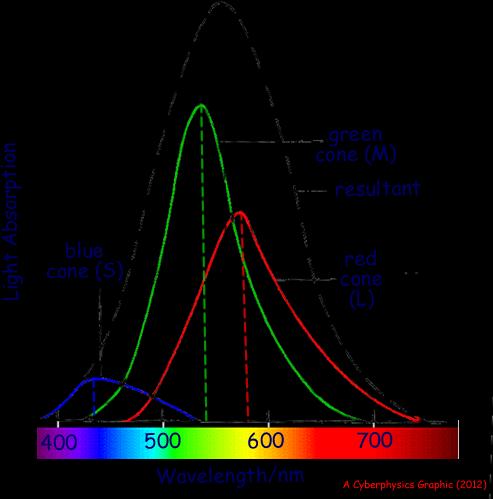 wavelengths of light. Cones are sensitive to longer wavelengths.