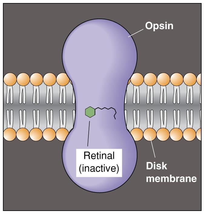 Transduction 2 The outer segments of photoreceptors contain disk-bound photoreceptor