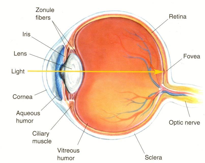 The Eye 2 Cornea: primary refractive element Iris: donut-shaped band of contractile tissue that gives the eye its color and regulates the
