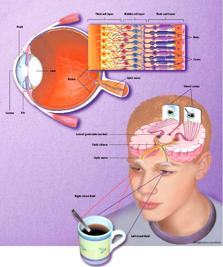 pupil Human visual system lens