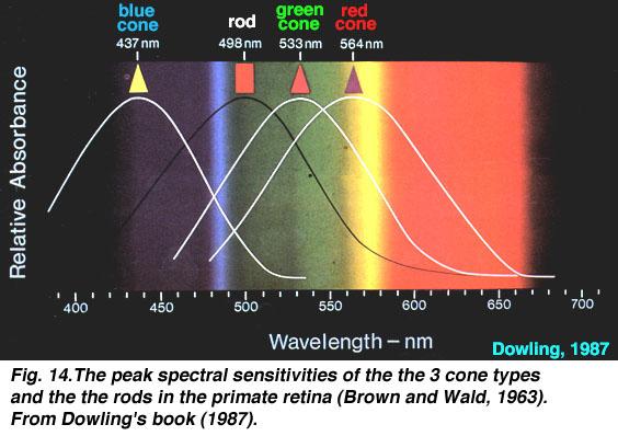 Colour Vision 3 kinds of cones: each one sensitive to a different array of wavelengths ref.