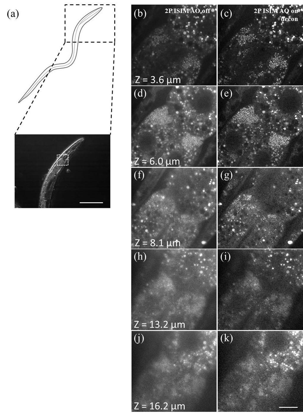Supplementary Figure 12 Dye-based AO improves 2P-ISIM imaging of presumed gut granules in live larval C. elegans.