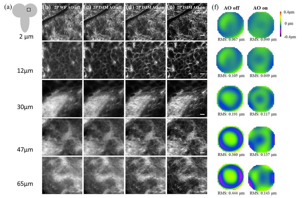 Supplementary Figure 6 AO improves 2P ISIM imaging at depth in Drosophila tissue. a) Schematic of brain lobe, square indicates imaging region.
