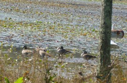 For example, we saw a Blue Heron, Canada Geese, and plants called lily pads.