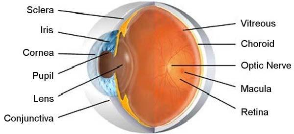 Eye lens is adjustable Eyeball shape