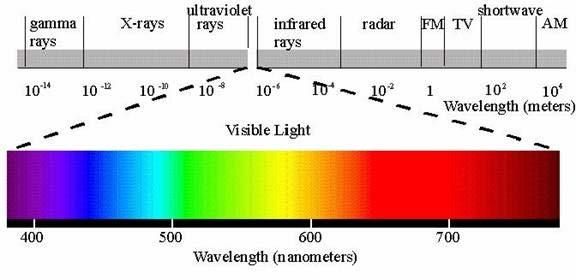 Homo sapiens vision evolution Visible light = 400-800 nm wavelengths Search food,