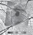 242 Measurement of Microscopic Three-dimensional Profi les with High Accuracy and Simple Operation SEM image 500 nm 0 nm 3 nm 10 mv +30 mv Overlaid with