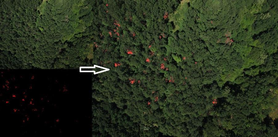 6. Applications - Sylviculture Identifying the dead trees Based on aerial photography