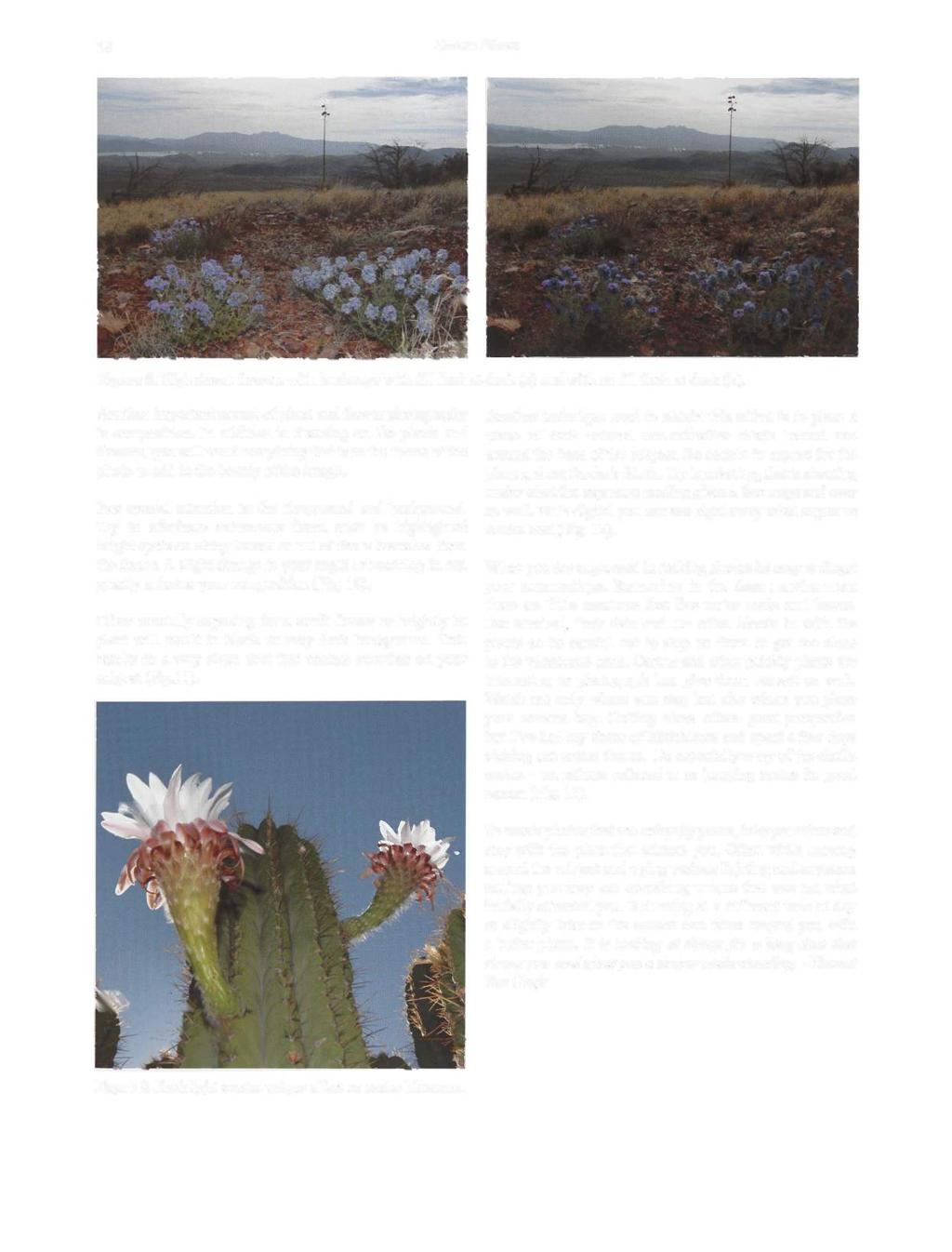 38 Desert Plants Figure 8. High desert flowers with landscape with fill flash at dusk (a) and with no fill flash at dusk (b). Another important aspect of plant and flower photography is composition.