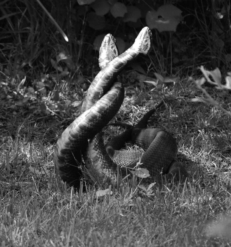 6 V. J. KNIGHT ET AL. Figure 2. Male water moccasins in combat display, showing ventral markings. Photograph by Mark Edwards, used by permission.