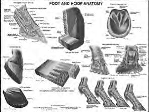 AC2 Anatomy Acute Foundered Foot, Hayes 8-1/2 x 11 These anatomy charts have a lot of wonderful detail.