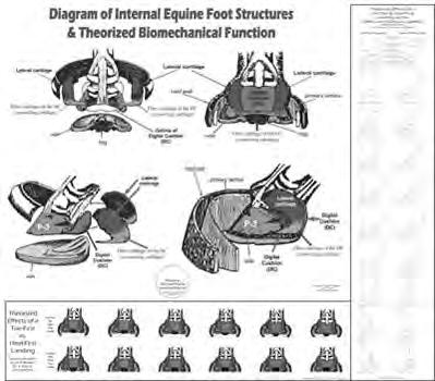WC17 Internal Hoof Anatomy & Biomechanics 20 x 18 This full color laminated poster is an  Along with the 3-D model of the basic internal structures of the foot, this
