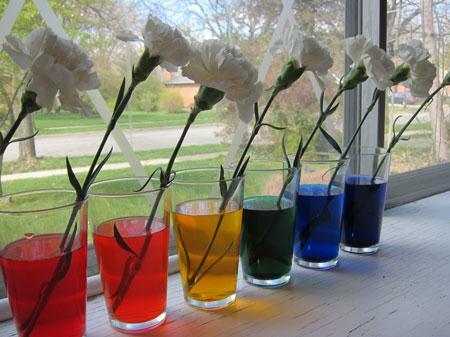 (7) Rainbow Flowers A fun project that can be displayed around the house or given as a special gift! And there s science to explain it too!