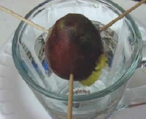(6) Avocado Tree A fun long-term project where you get to use the whole fruit- first you eat it, then you plant it! * Avocado (pit) * Toothpicks * A glass or small bowl 1.