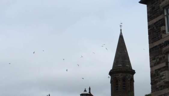 The main aims of the project are to carry out a volunteer led survey of breeding Swifts to locate and record buildings and structures containing Swift colonies in villages, towns and cities across