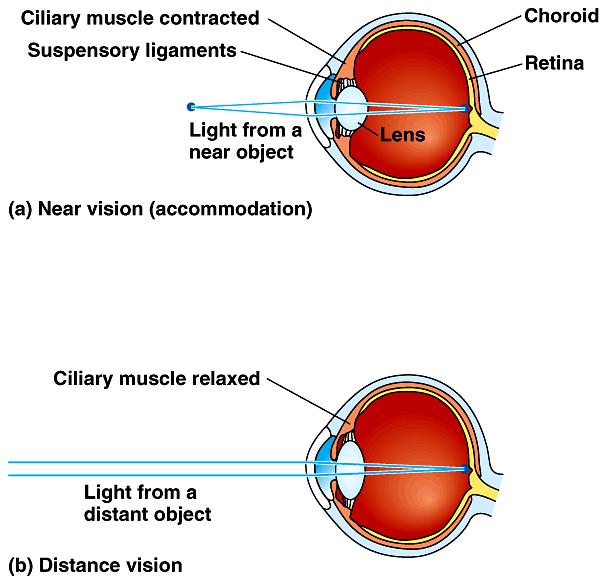 Accommodation is the focusing of light in the retina.