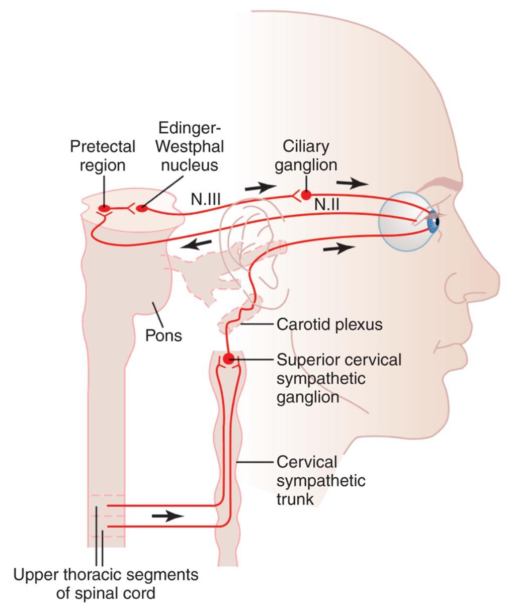 Autonomic Control of Accommodation and Pupillary Aperture - Parasympathetic preganglionic fibers in the Edinger- Westphal nucleus to third nerve to the ciliary ganglion.