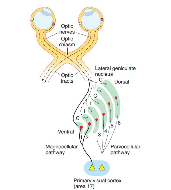 LGB pathways to visual cortex 1-Th magnocellular pathway, from layers 1 and 2 which have large cells and are called magnocellular, carries signals for detection of movement,depth, and flicker.