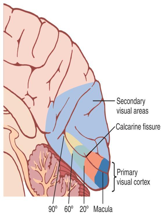 Visual cortex -The Primary Visual Cortex Has Six Major Layers of cells arranged verticallymeach act as a separate functional unit for processing of informations