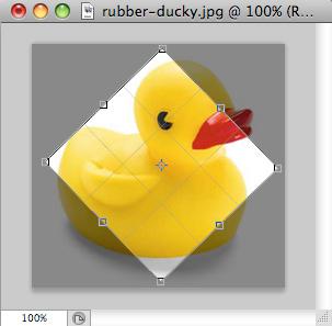 4. Resize the border by dragging the squares at the sides and corners till you are satisfied with the way your image looks. 5. Once you are completely satisfied with your cropped image, press Enter.
