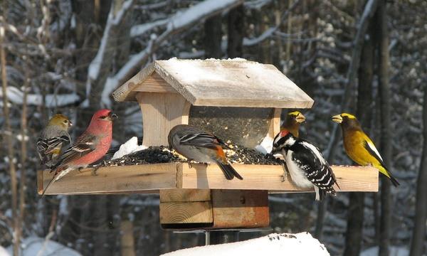 Image Credit: ScienceDaily Bread Crumbs, Cheese, Rice & Cereals Leftover materials can be a welcome contribution to any bird during winter, so put out some bread crumbs and grated cheese to give
