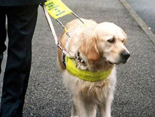 As for the detection and obstacle avoidance, classic systems such as the walking stick and the guide dog are the most used (Figure 1). Figure 1.