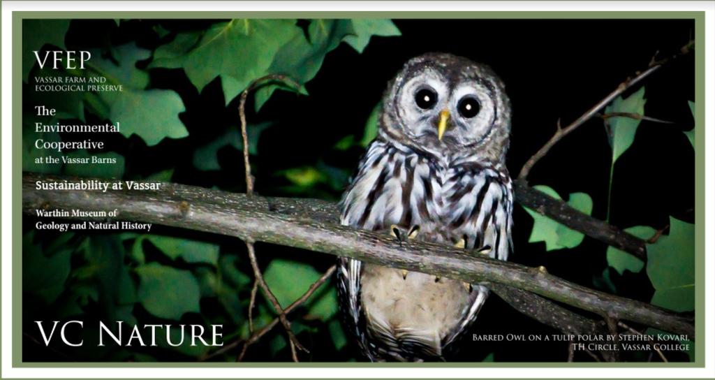 VC Nature, Issue 1, March 2017 Featured Sighting Monday 2/20/2017, 4:45 PM- I was checking the beaver dam area when I saw a large bird sitting in the tree.