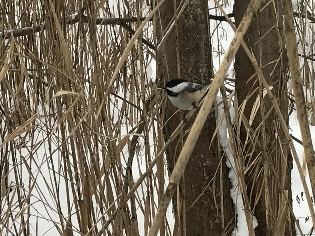 Submissions: 2/14/2017- Black-capped chickadee - Maya Enriquez 2/15/2017-11:58
